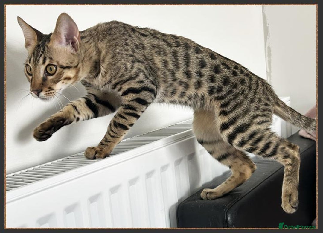 Savannah cats for sale: Dramatically reduced and ready F5 SBT Savannahs in Bingley - Image 7