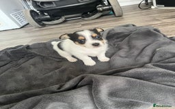 Mixed Breed dogs for sale: Beautiful small jack Russell/ chihuahua  - Image 8