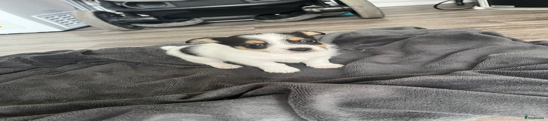 Mixed Breed Puppy 3