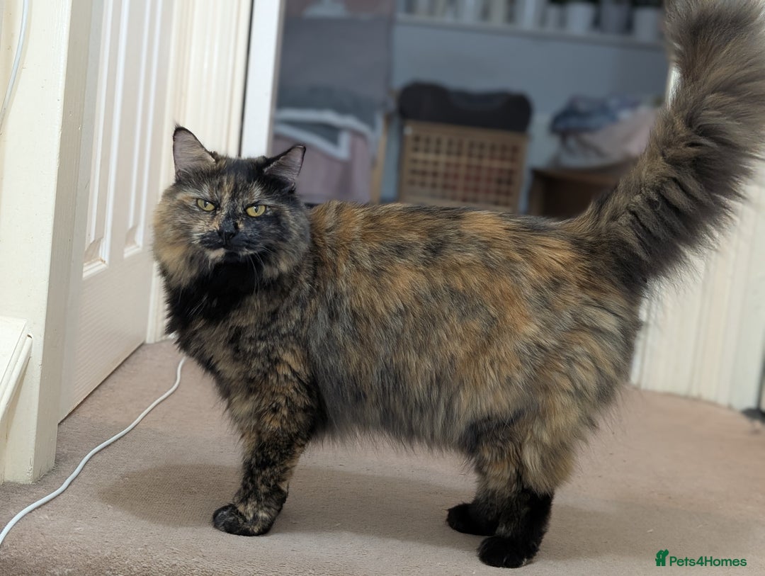 Mixed Breed cats for sale: Lovely Halinka  - Advert 2