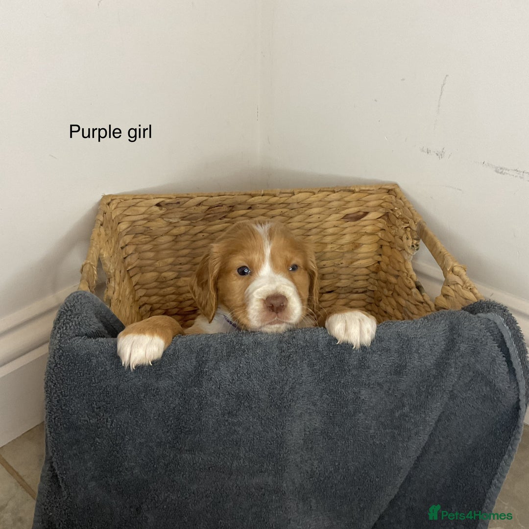 Cocker Spaniel dogs for sale: Hereditary clear working cocker spaniels - Advert 3