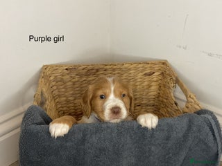 Cocker Spaniel dogs Hereditary clear working cocker spaniels - Advert 9