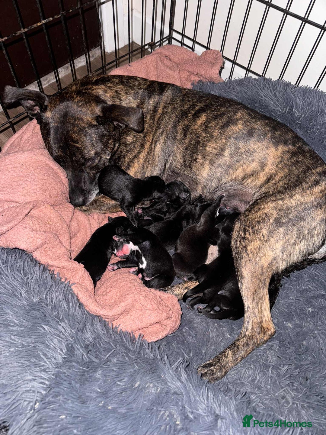 Mixed Breed dogs for sale: Labrador/staffie mix - Advert 6