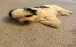Maltipoo dogs for sale: Tiny Parti Maltipoo Puppies - Image 2