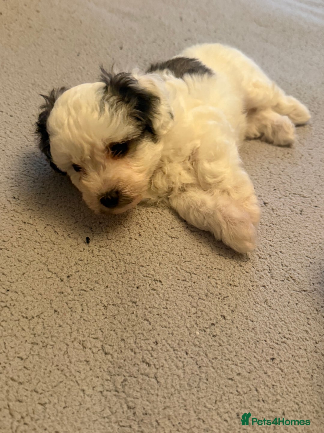 Maltipoo dogs for sale: Tiny Parti Maltipoo Puppies - Image 2