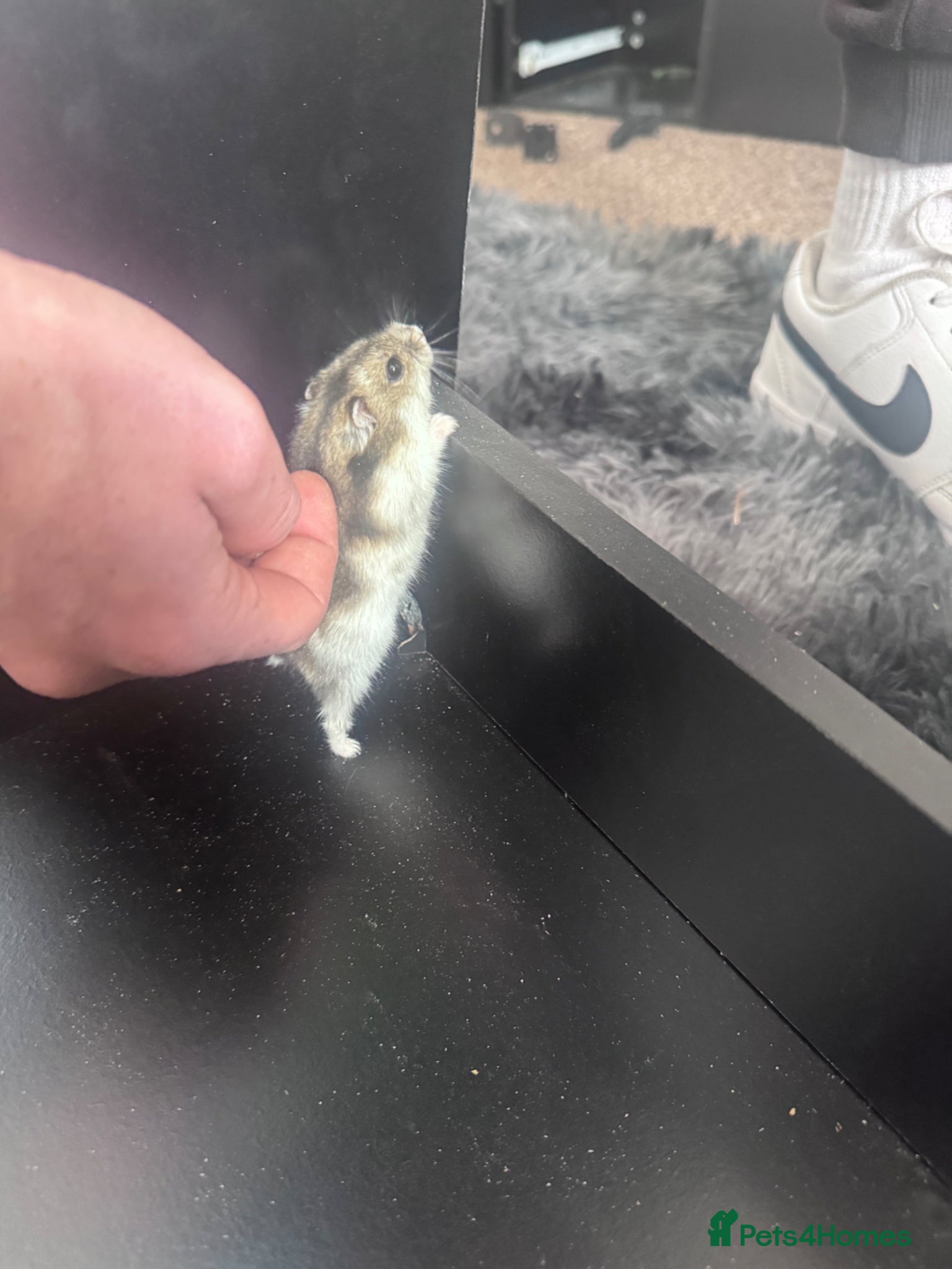 Hamster rodents Hamster & cage with toys & food  - Advert 1