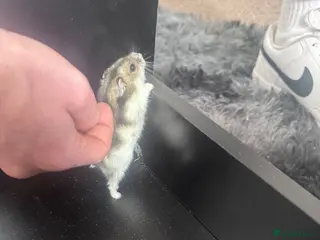 Hamster rodents Hamster & cage with toys & food - Advert 1