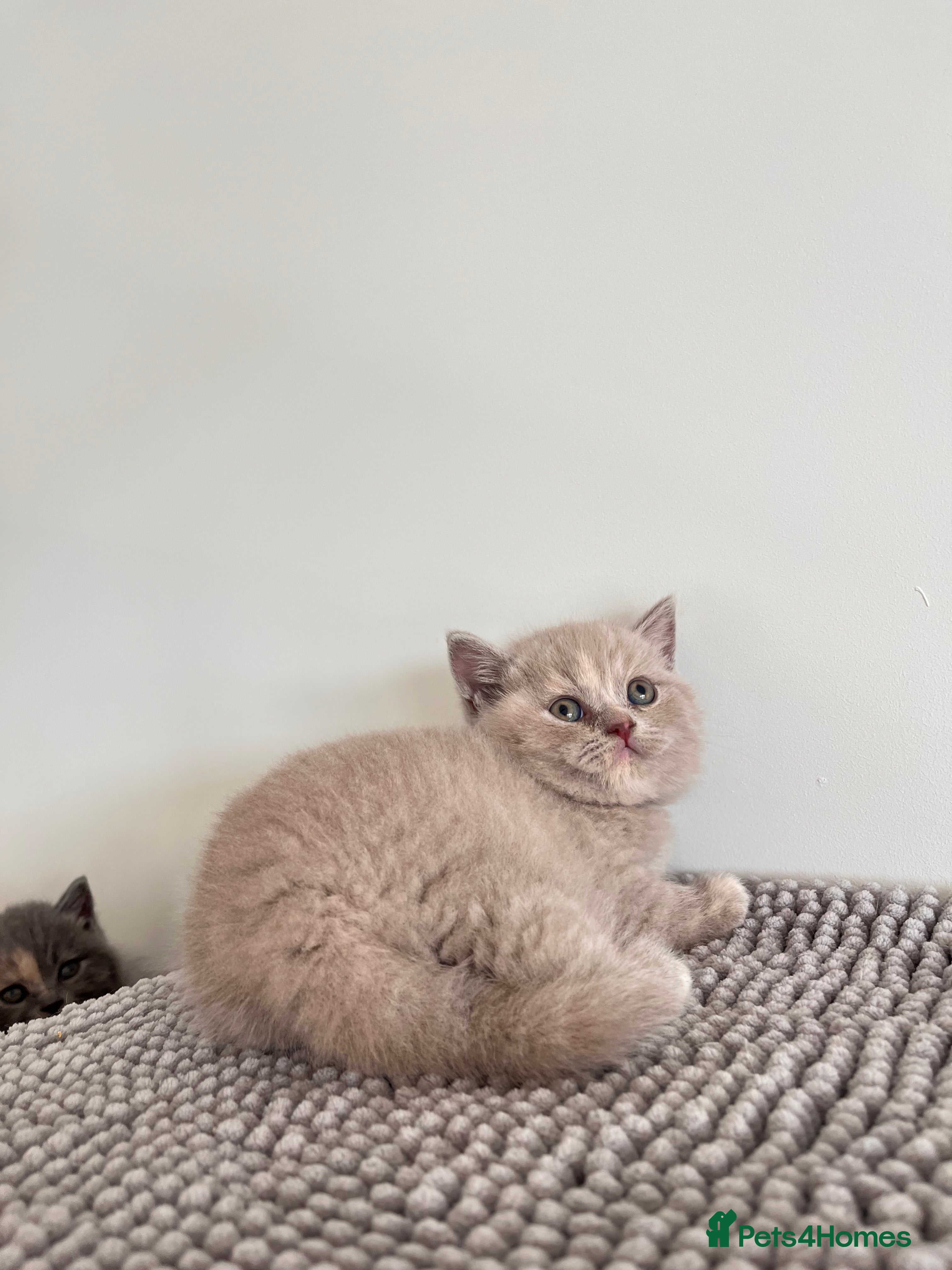 British Shorthair cats Stunning British Shorthair Kittens 😻✨ - Advert 2