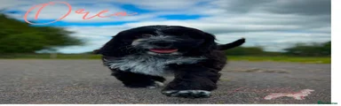 Cockapoo Puppy 2