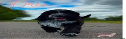 Cockapoo dogs for sale: Beautiful Health Tested F1 Cockapoo Puppies - Advert 19