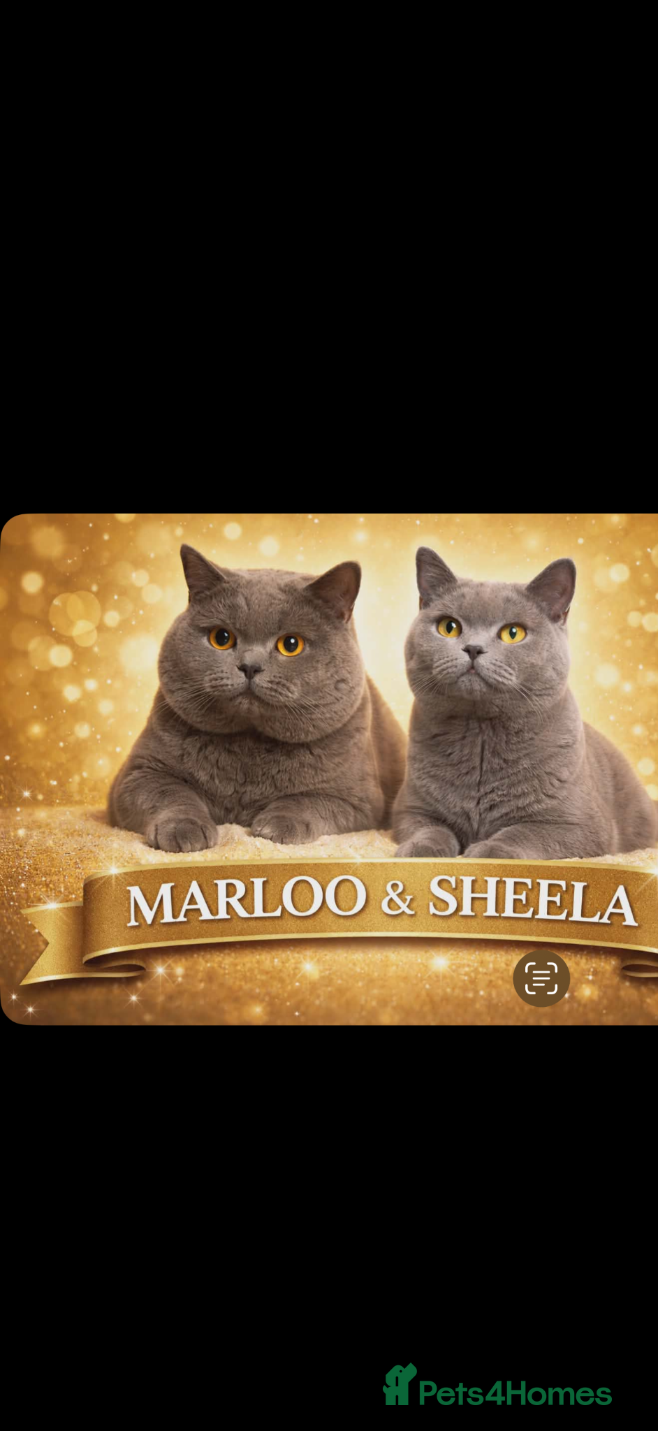 British Shorthair cats for sale: British shorthair beautiful male - Advert 2
