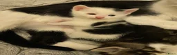 Mixed Breed cats for sale: 2 kittens out of a litter of 4 available  in Weston-super-Mare - Advert 5
