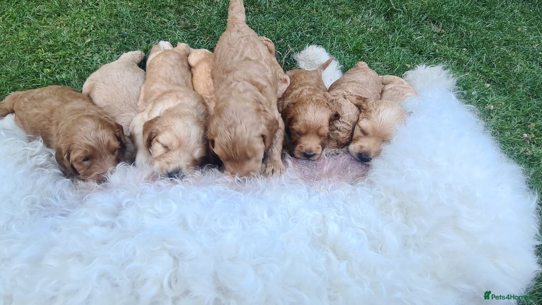 Goldendoodle dogs for sale: 🐾 Adorable Standard Goldendoodle Puppies 🐾 - Image 28