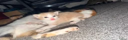 Mixed Breed cats for sale: 5 mixed colour kittens for sale - Advert 7