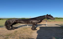 Friesian horses for sale: Friesian cross cob  - Image 6