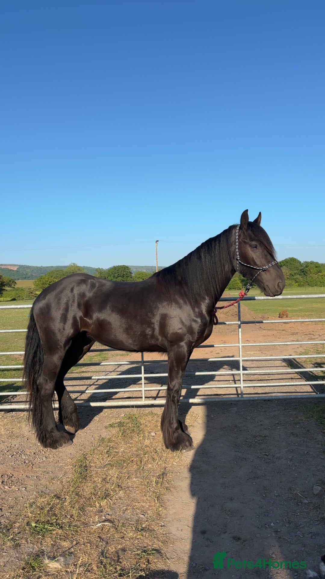 Friesian horses for sale: Friesian cross cob  - Image 6