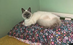 Ragdoll cats for sale: Adorable ragdoll kittens - Image 8