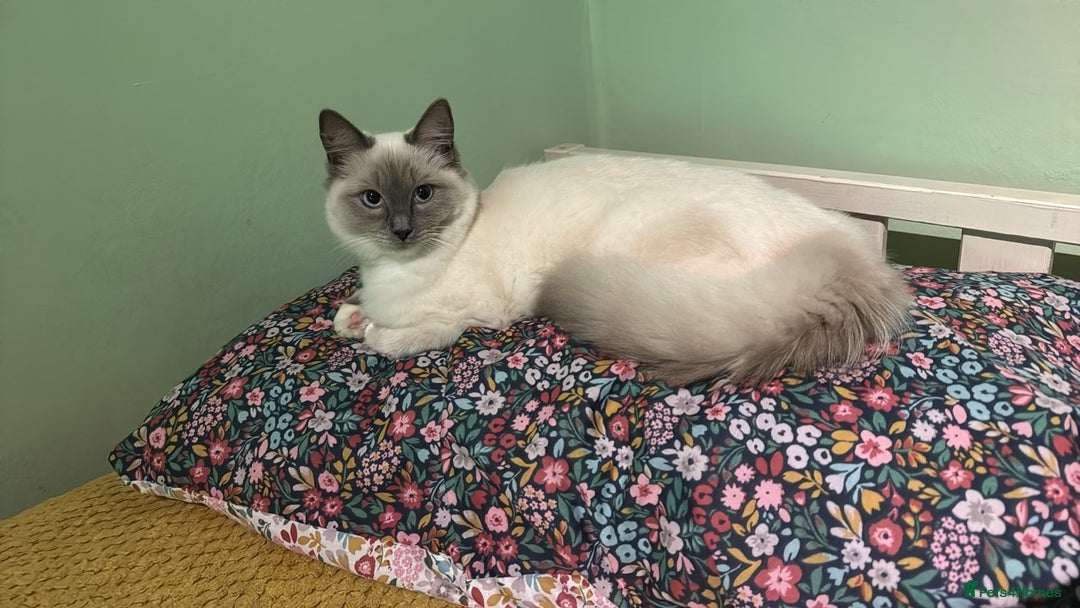 Ragdoll cats for sale: Adorable ragdoll kittens - Image 8