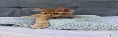 Maine Coon 3
