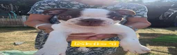 Boston Terrier dogs for sale: Beautiful Bostons 🌸 - Advert 13