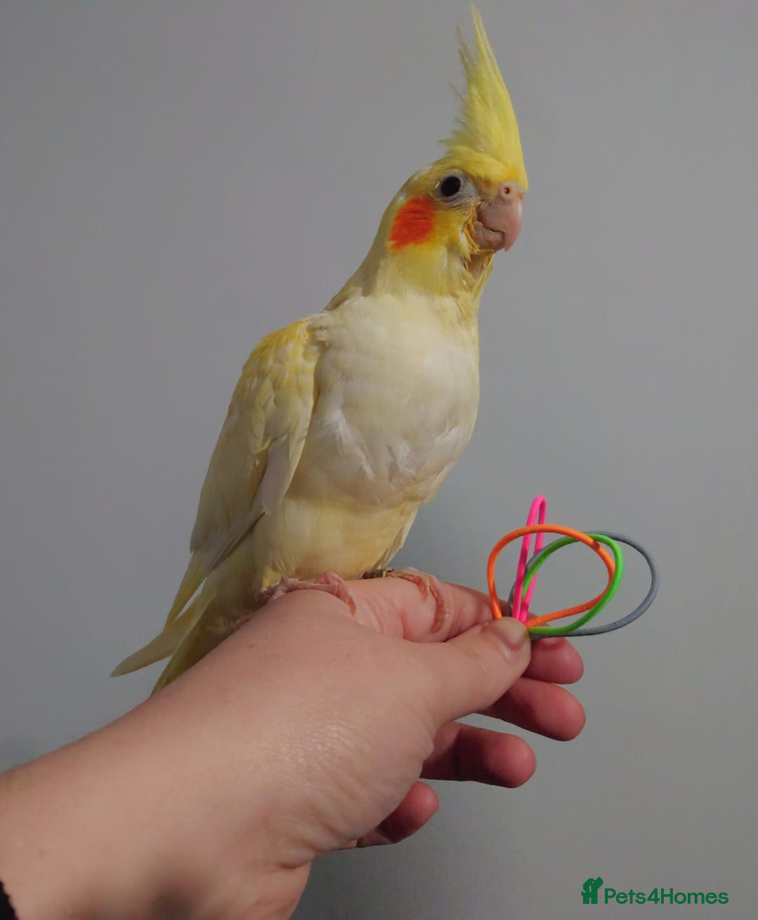 Cockatiels birds for sale: Hand reared silly tame DNA sexed baby cockatiels  - Image 29