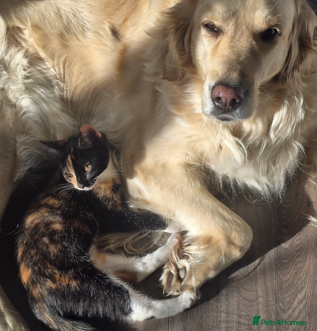 Golden Retriever dogs for sale: Amber is pregnant! - Advert 2