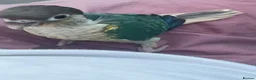 Conures birds for sale: Ready Now: Hand-Reared Baby Conures - Advert 26