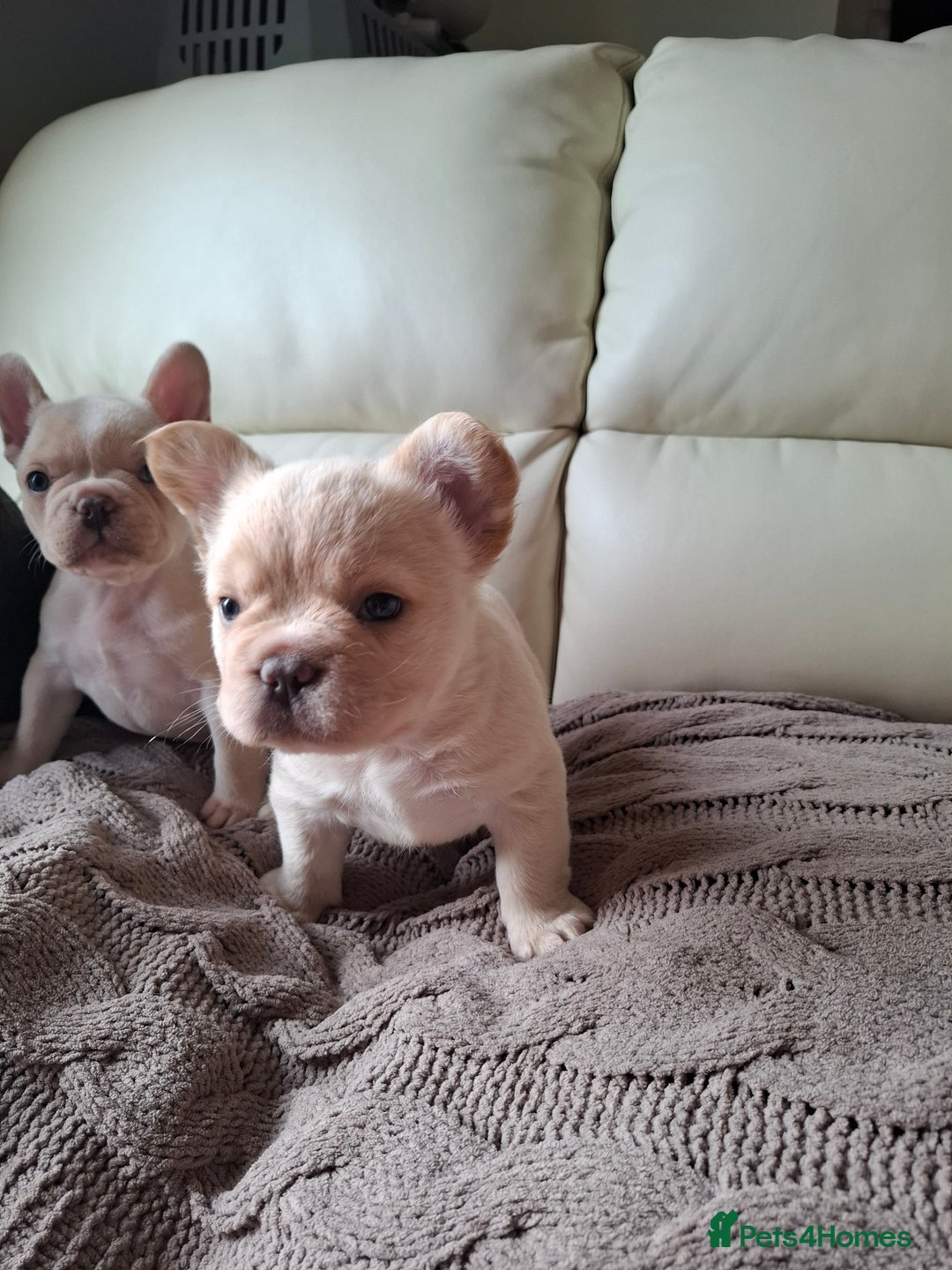 French Bulldog dogs for sale: French bulldog pups - Image 3