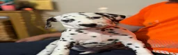Dalmatian dogs for sale: RKG Dalmatian pups ready this weekend  - Advert 2