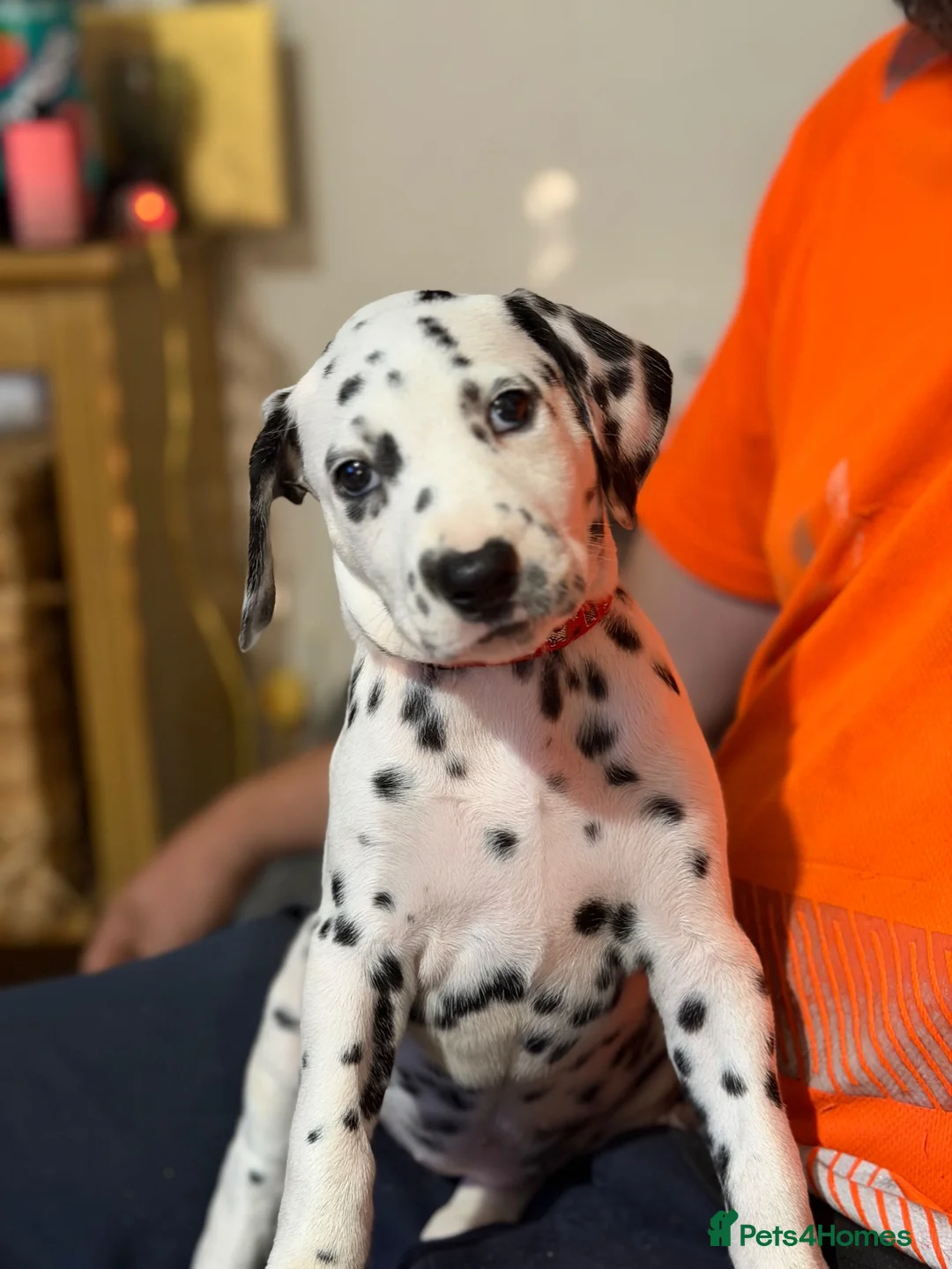 Dalmatian dogs for sale: RKG Dalmatian pups ready this weekend  - Advert 2