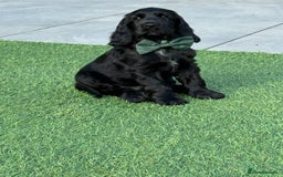 Cocker Spaniel dogs for sale: LAST BOY - Show Cocker Spaniel  in Newport - Image 1