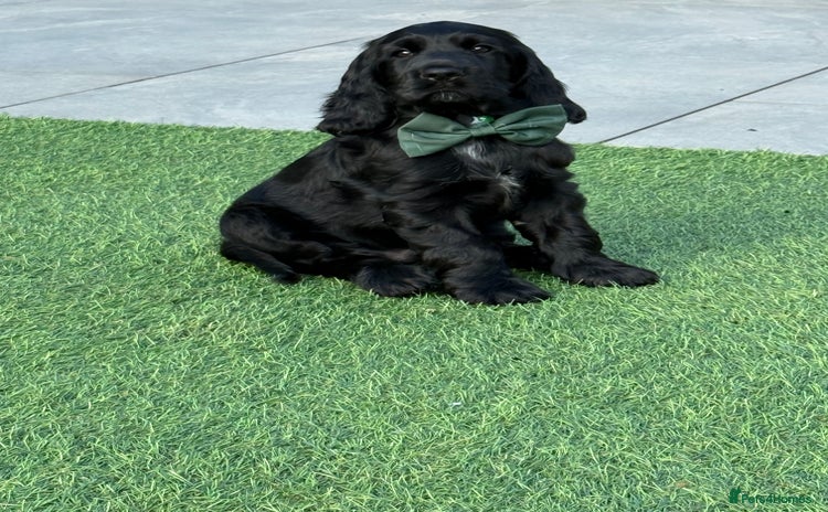 Cocker Spaniel dogs in Newport - Advert 7