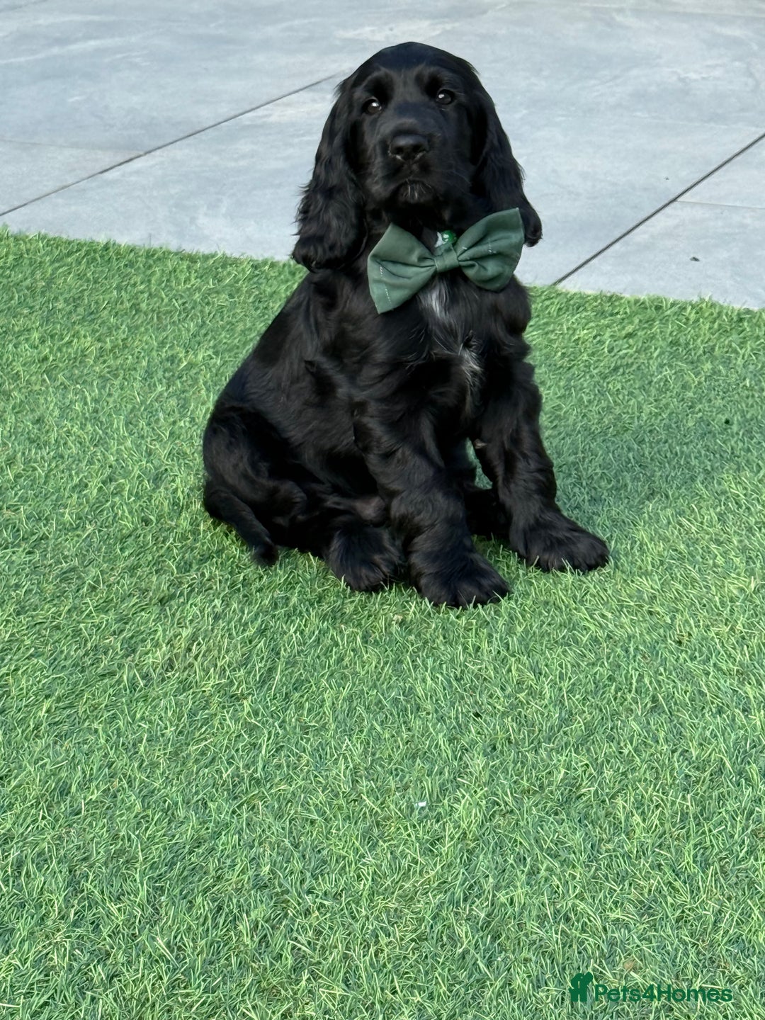 Cocker Spaniel dogs for sale: LAST BOY - Show Cocker Spaniel  in Newport - Image 1