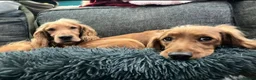 Cocker Spaniel dogs for sale: Beautiful Cocker Spaniels  - Advert 40