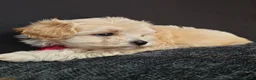 Maltipoo dogs for sale: Maltipoo Miny ready to Leave soon - Advert 23