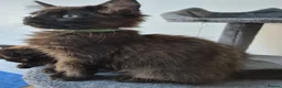 Siberian cats for sale: 5 Gorgeous Hypoallergenic Siberian Kittens in Smethwick - Advert 9