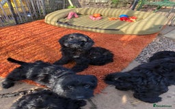 Cockapoo dogs for sale: Beautiful cockapoo f1 puppies - Image 5
