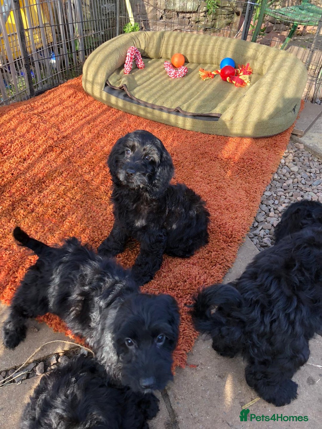 Cockapoo dogs for sale: Beautiful cockapoo f1 puppies - Image 5