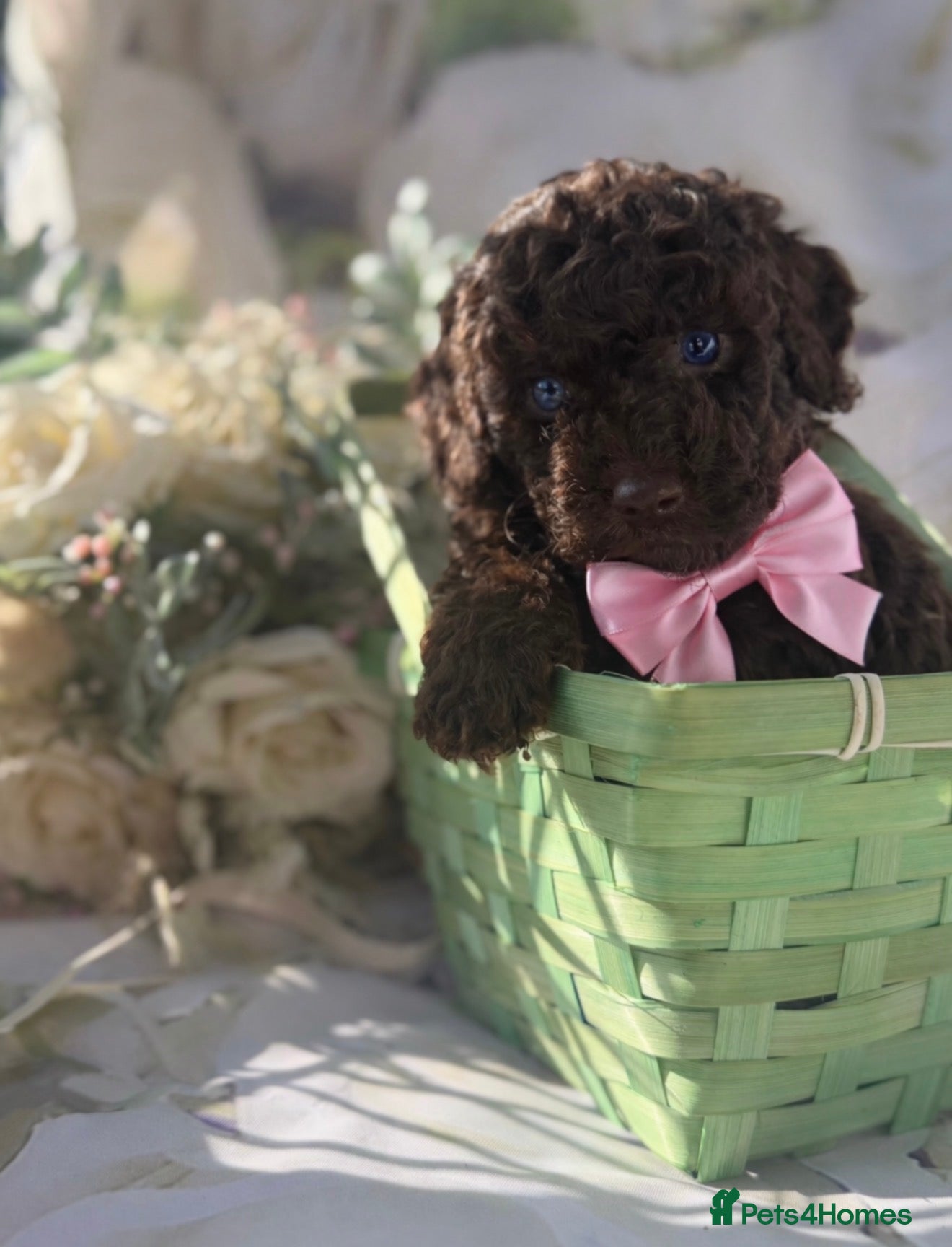 Cockapoo dogs Stunning cockapoos - Advert 18