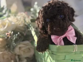 Cockapoo dogs Stunning cockapoos - Advert 18