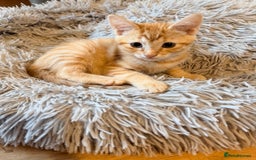 Mixed Breed cats for sale: Beautiful Kittens for sale  - Image 5