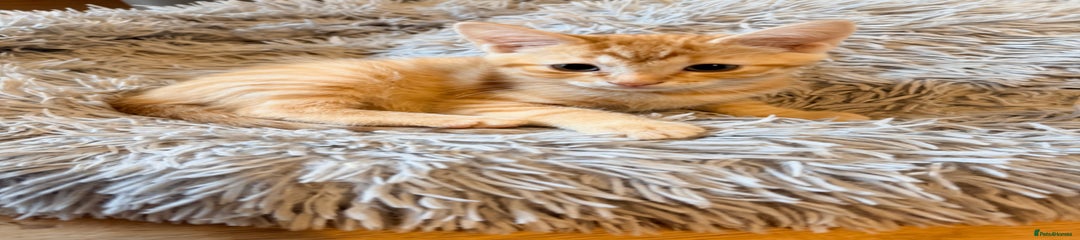 Mixed Breed Kitten 2