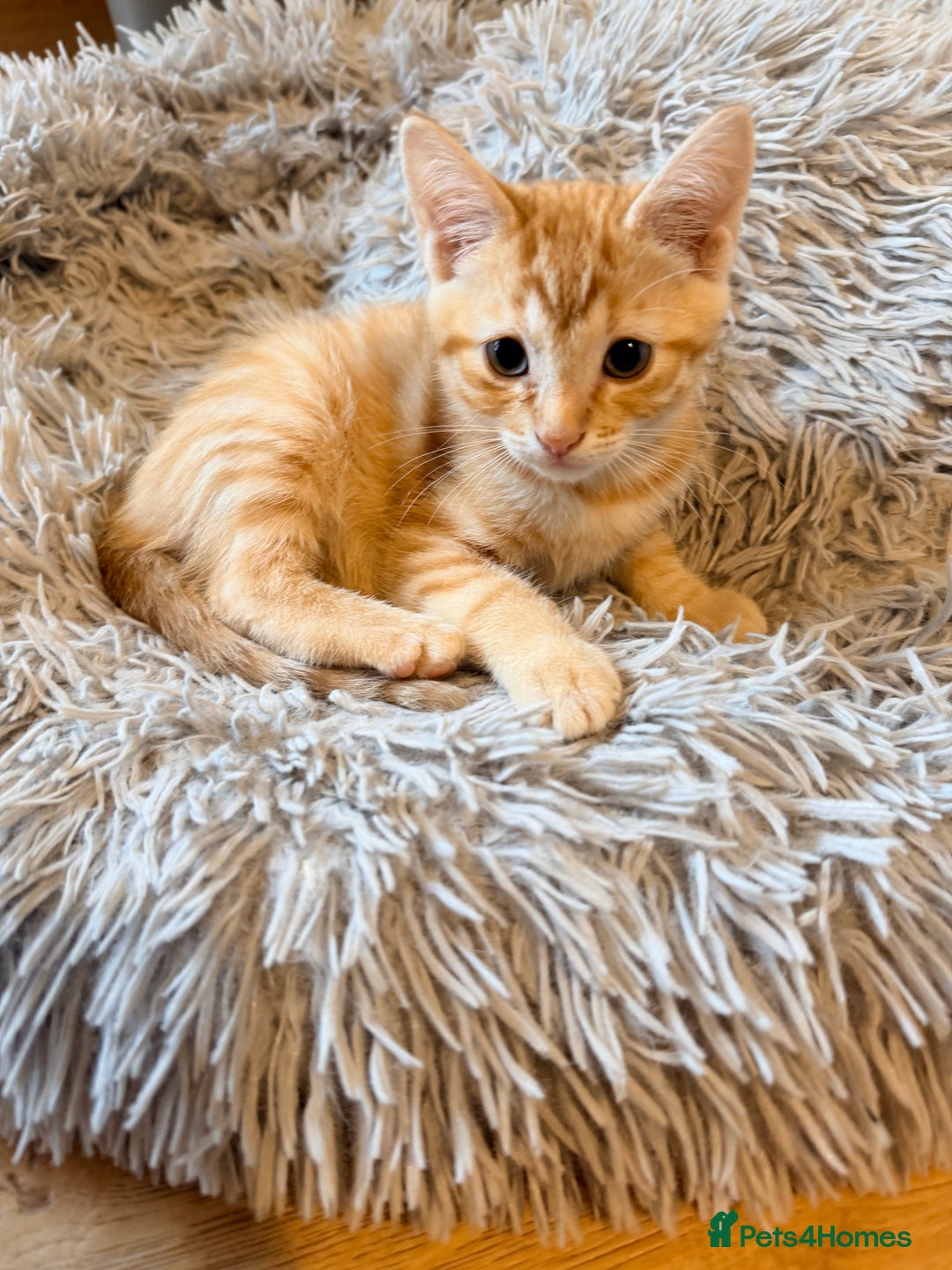 Mixed Breed cats for sale: Beautiful Kittens for sale  - Image 5