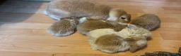 Mini Lop rabbits for sale: Mini Lop crossed Lion Lop Bunnies  - Advert 3