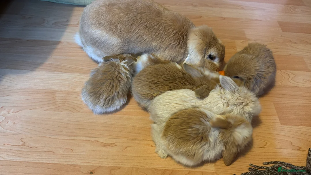 Mini Lop rabbits for sale: Mini Lop crossed Lion Lop Bunnies  - Advert 3