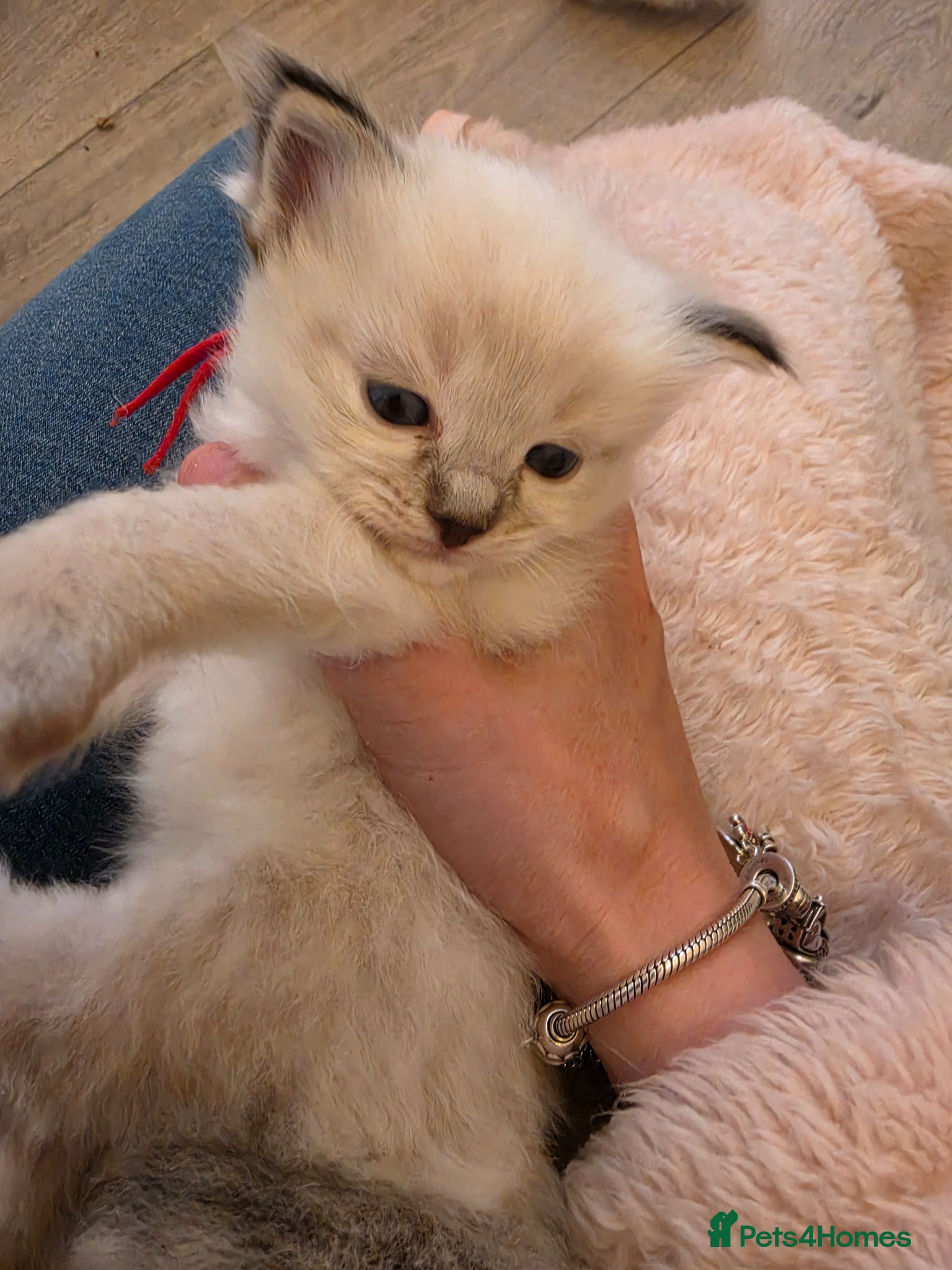 Ragdoll cats 2 female ragdoll looking for their forever laps - Advert 1