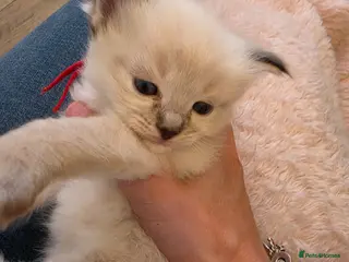 Ragdoll cats 2 female ragdoll looking for their forever laps - Advert 1