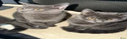 British Shorthair cats for sale: Gorgeous British blue x Russian blue  - Advert 8
