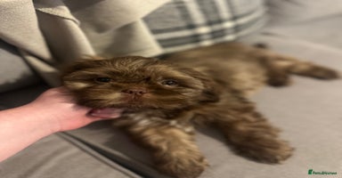Shih Tzu dogs - Advert 4