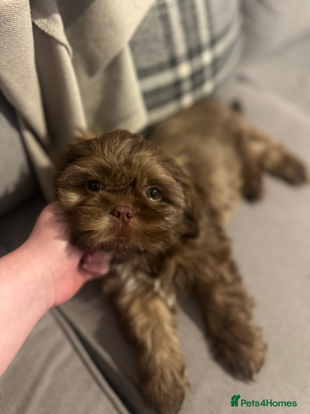 Shih Tzu dogs for sale: Sweet Shih tzu girl READY NOW - Image 2